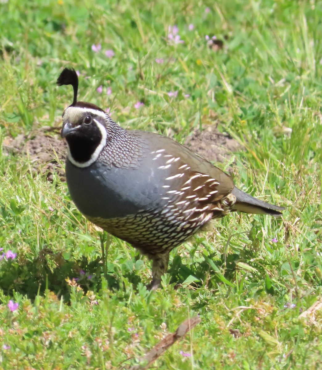 California Quail - ML617547260