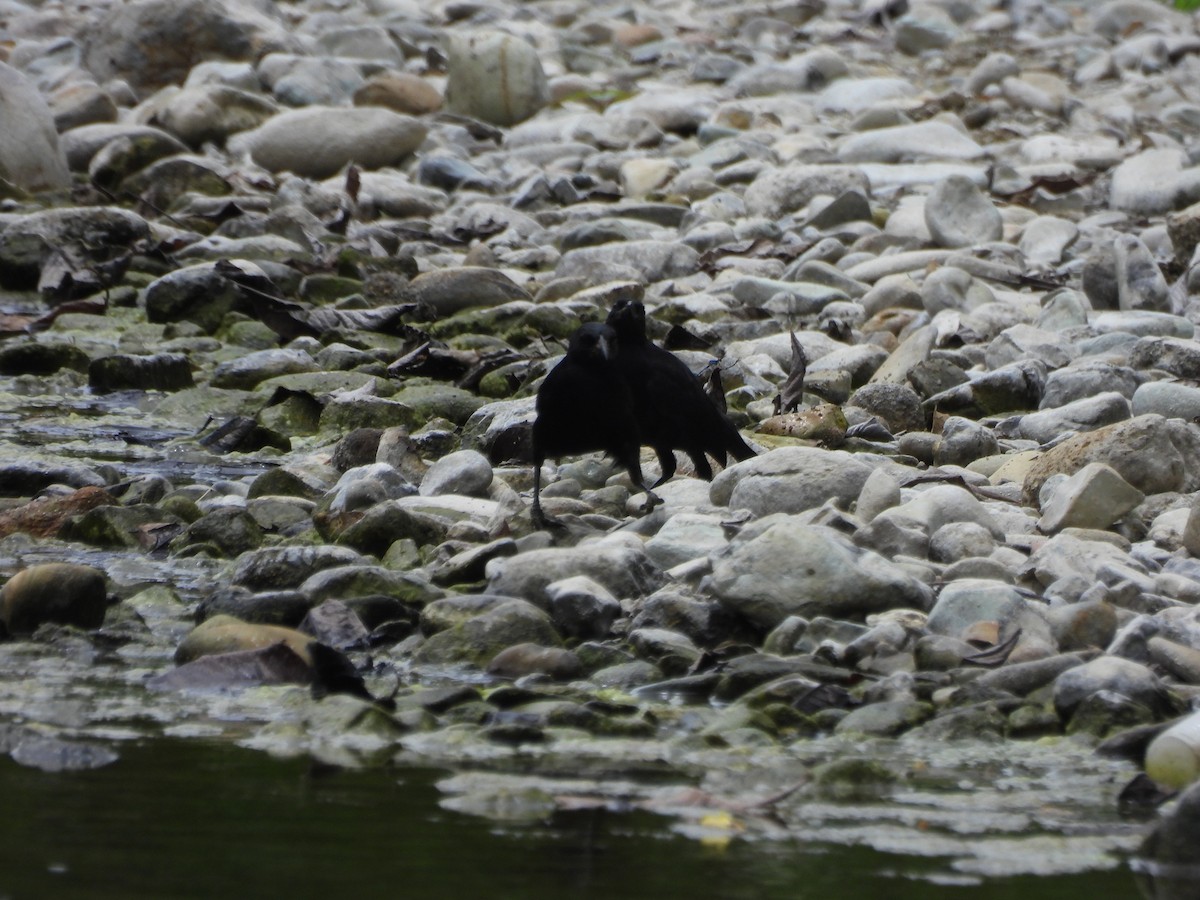 Scrub Blackbird - ML617547261