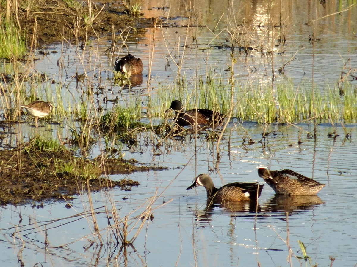 Blue-winged Teal - John Tollefson