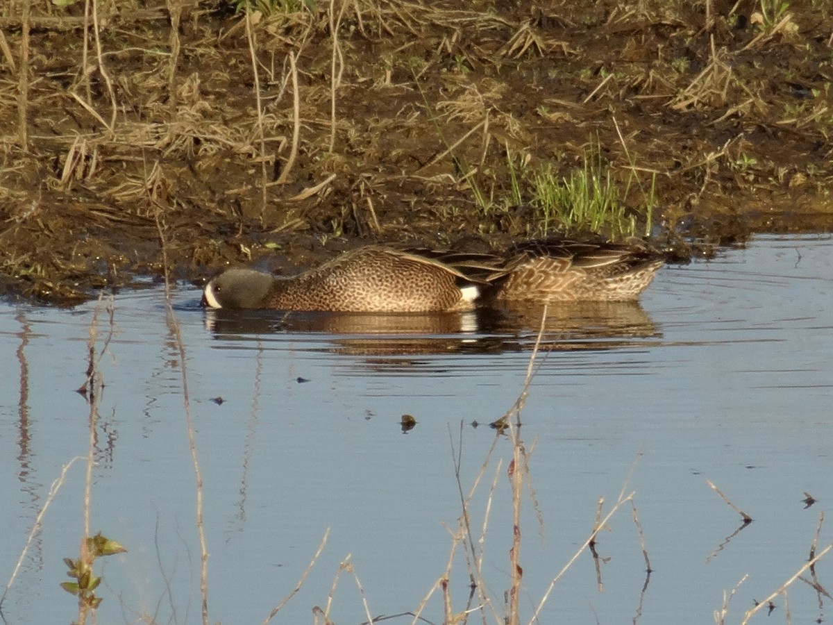 Blue-winged Teal - ML617547267