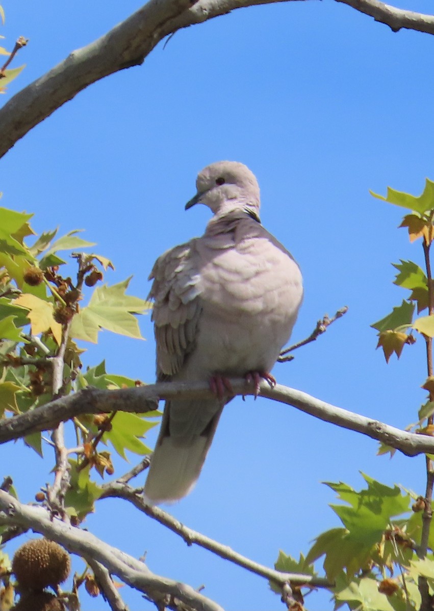Eurasian Collared-Dove - ML617547270