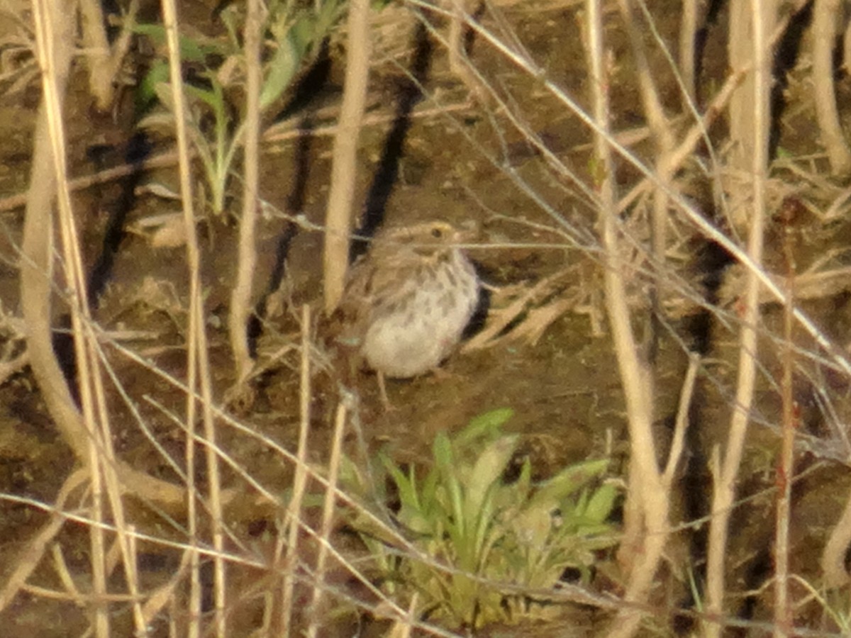 Savannah Sparrow (Savannah) - ML617547272