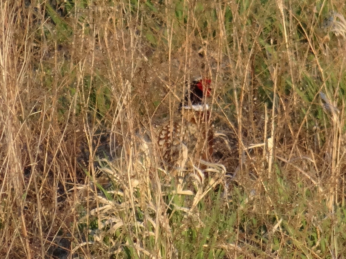 Ring-necked Pheasant - ML617547277