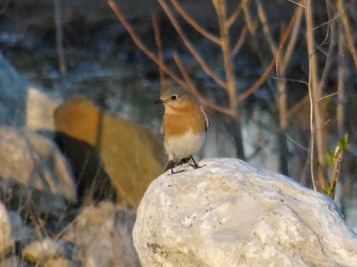 Eastern Bluebird - ML617547282