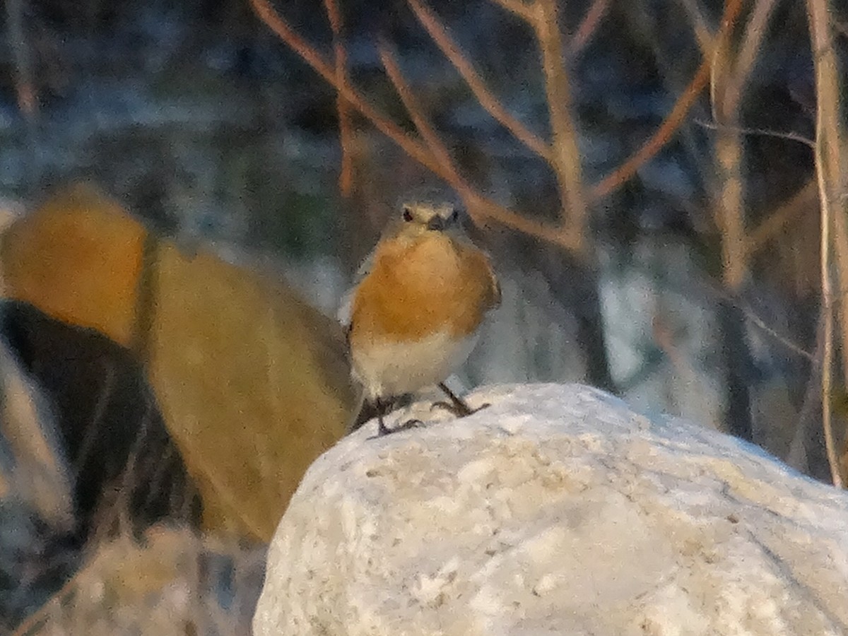 Eastern Bluebird - ML617547283