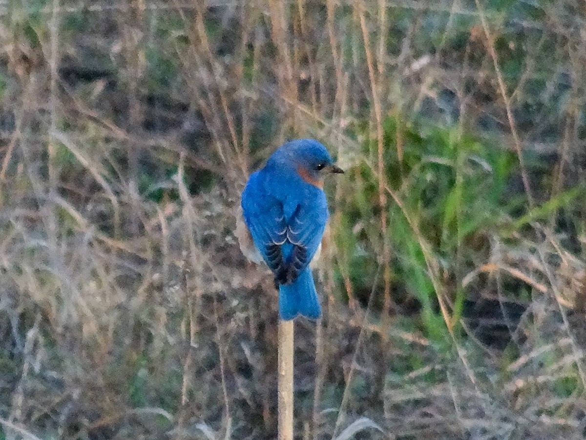 Eastern Bluebird - ML617547287