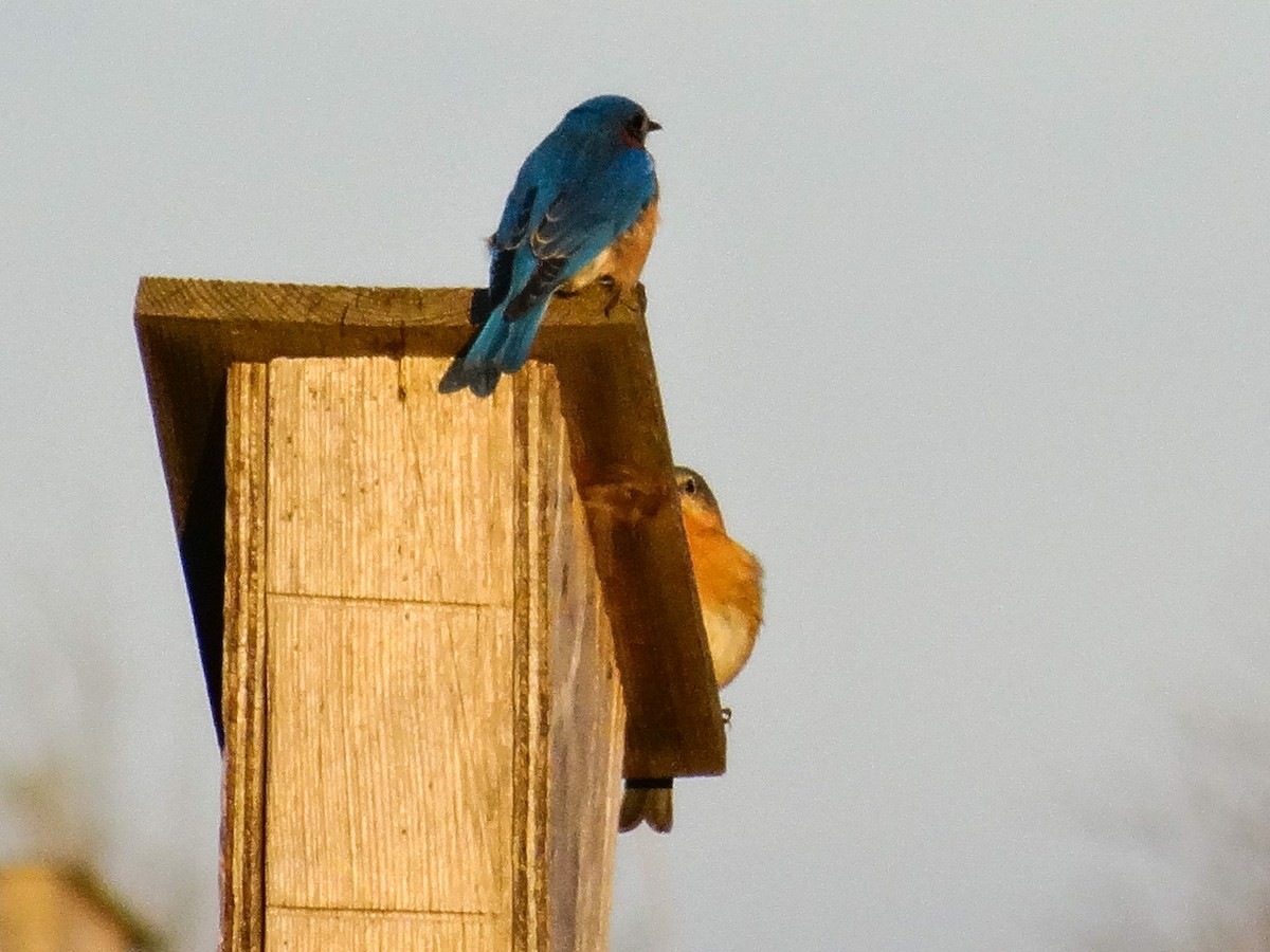 Eastern Bluebird - John Tollefson