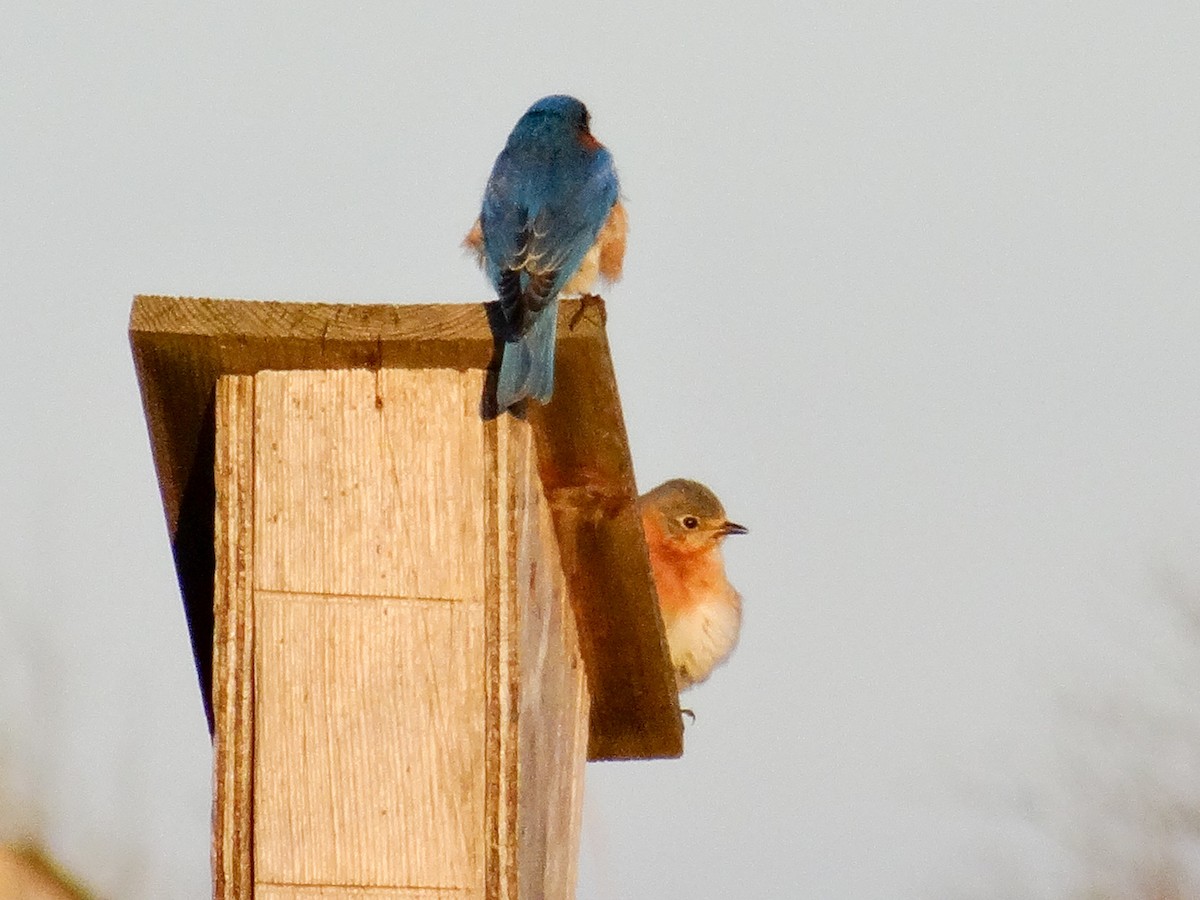 Eastern Bluebird - ML617547291