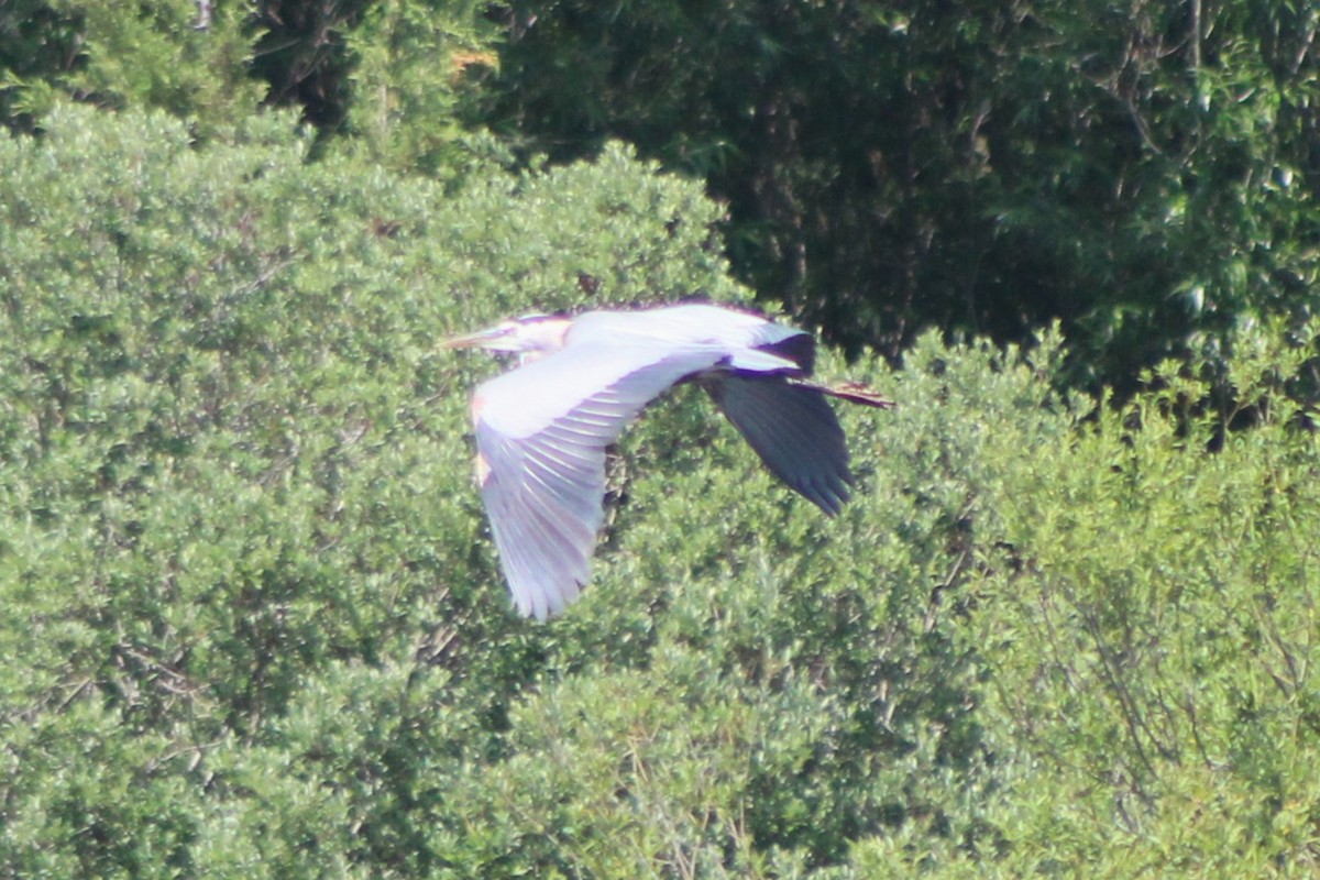 Great Blue Heron (Great Blue) - Sean Cozart