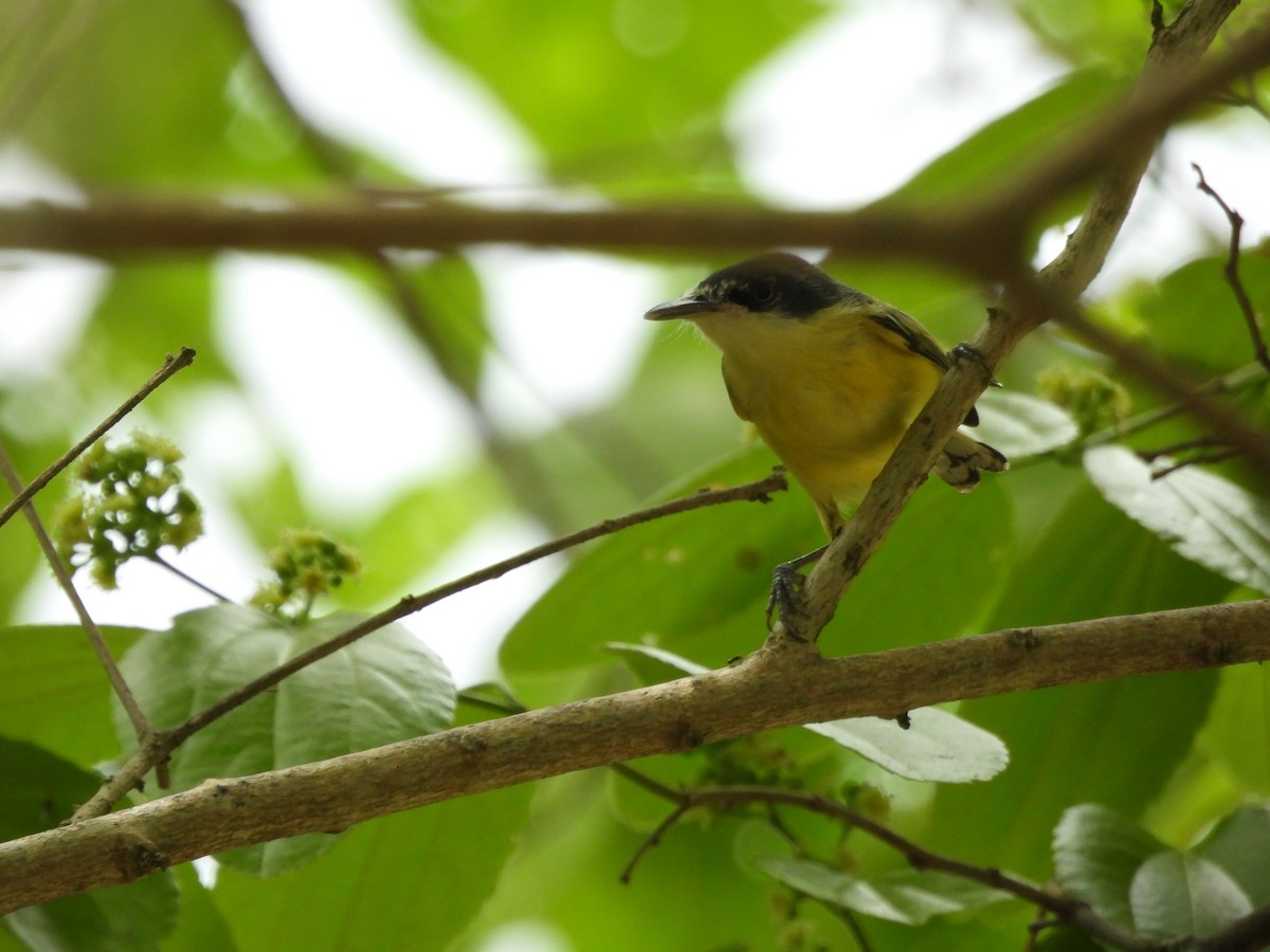 Common Tody-Flycatcher - ML617547365