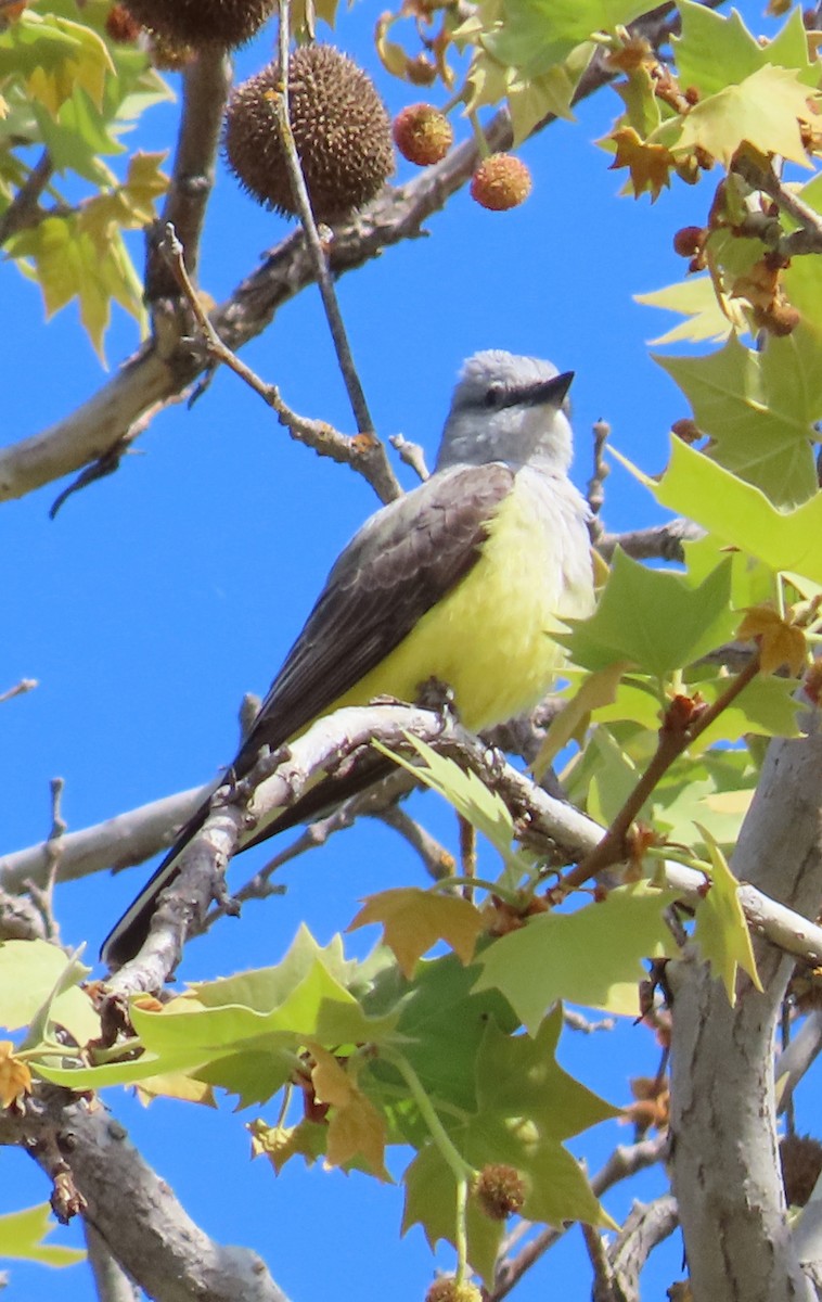 Western Kingbird - ML617547369