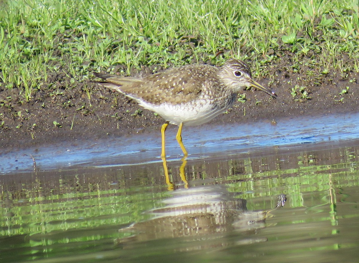 Solitary Sandpiper - ML617547401