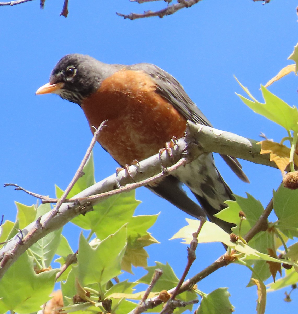 American Robin - The Spotting Twohees