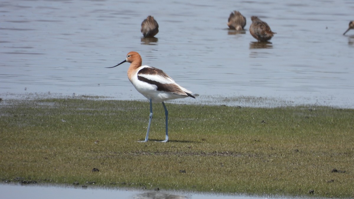 Avoceta Americana - ML617547417