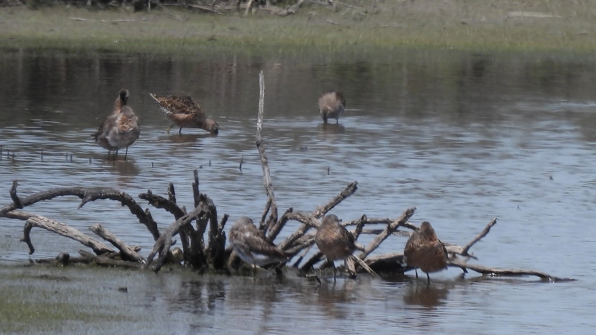 Long-billed Dowitcher - ML617547444