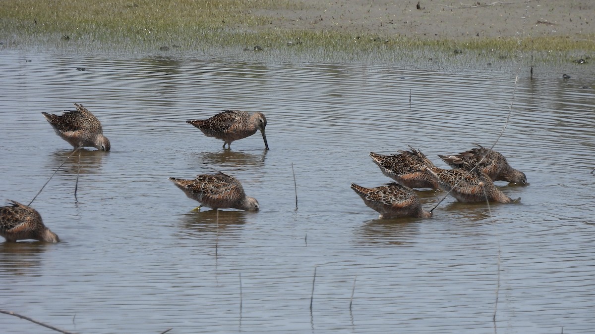 Long-billed Dowitcher - ML617547445