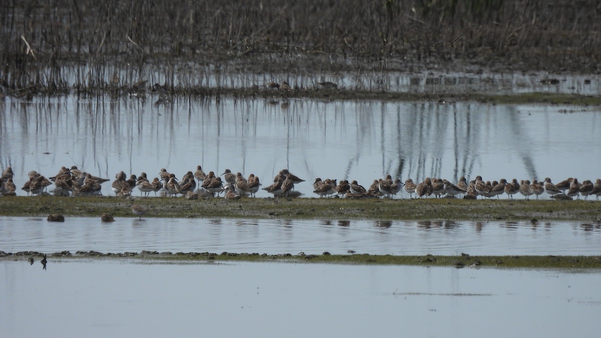 Long-billed Dowitcher - ML617547447