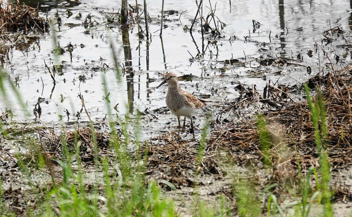 Bécasseau à poitrine cendrée - ML617547464