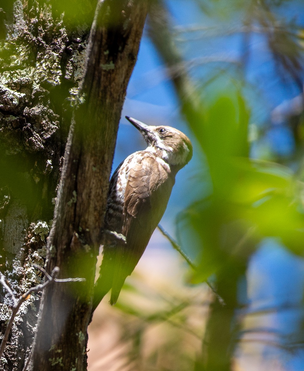 Arizona Woodpecker - ML617547467