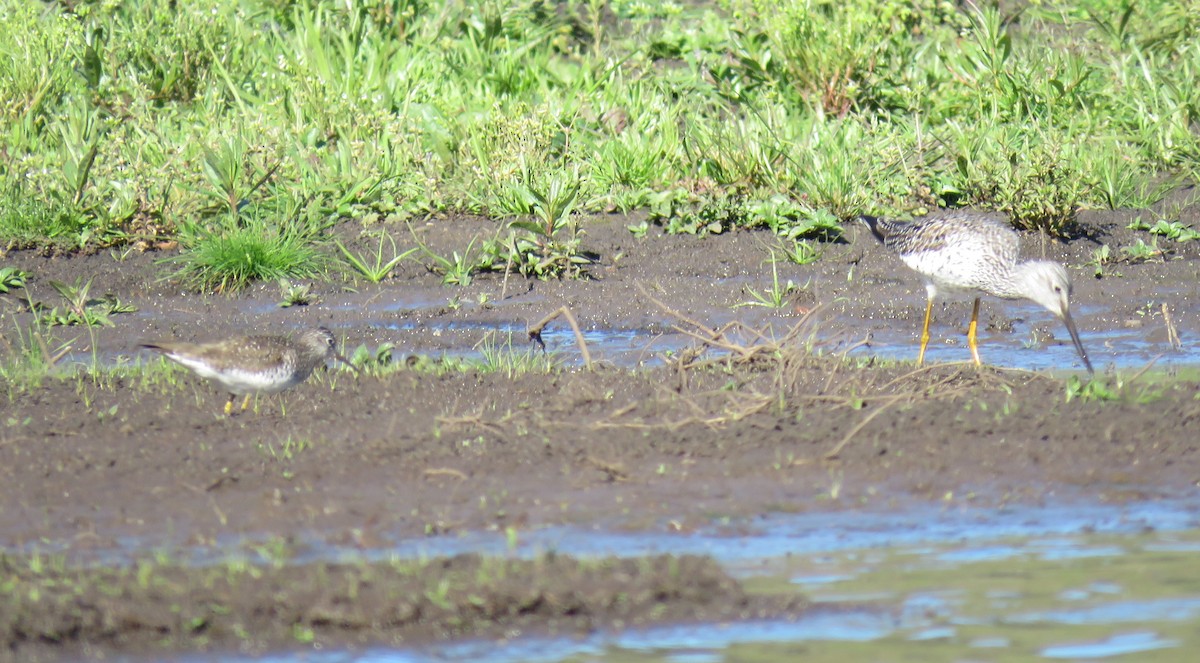 Solitary Sandpiper - ML617547473