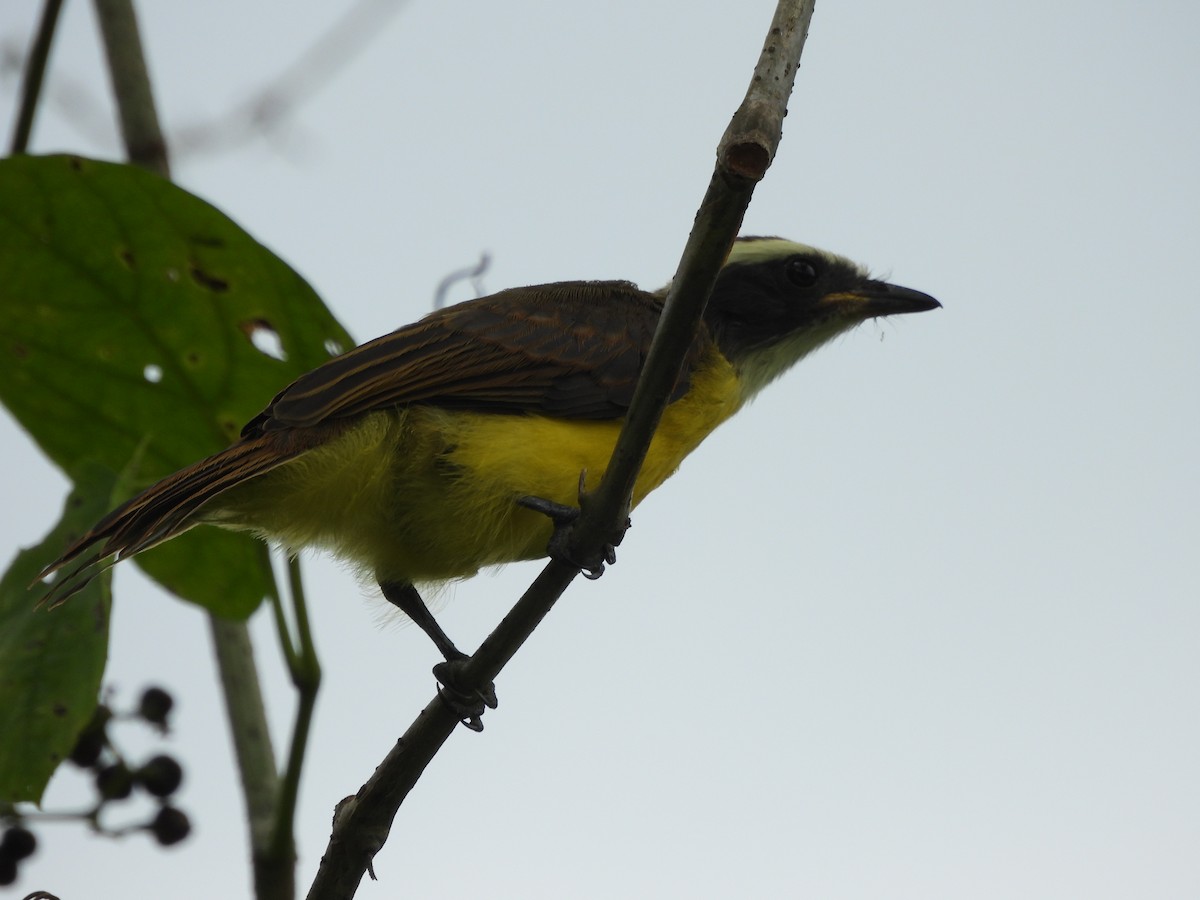 Social Flycatcher - ML617547478