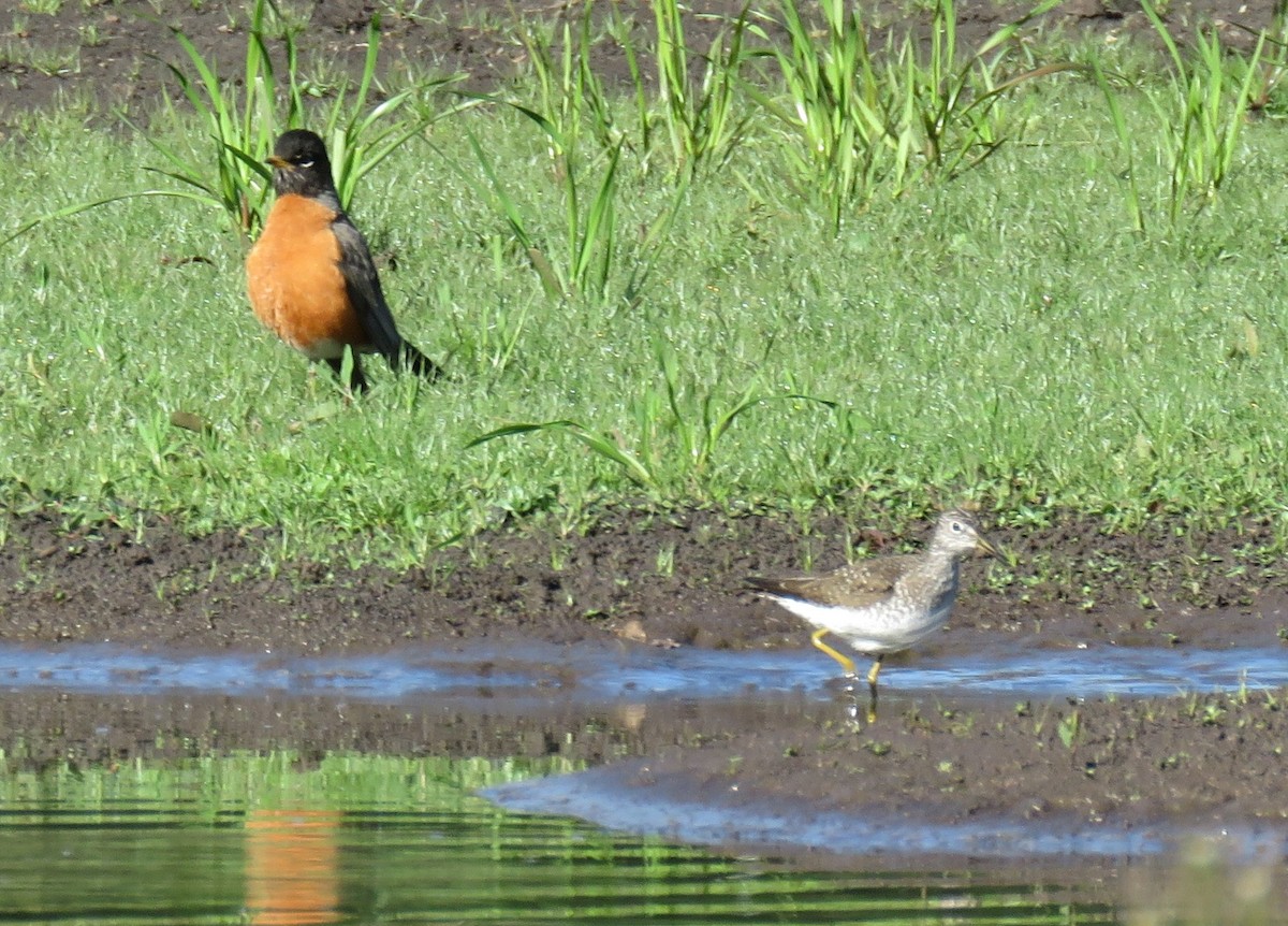 Solitary Sandpiper - ML617547491