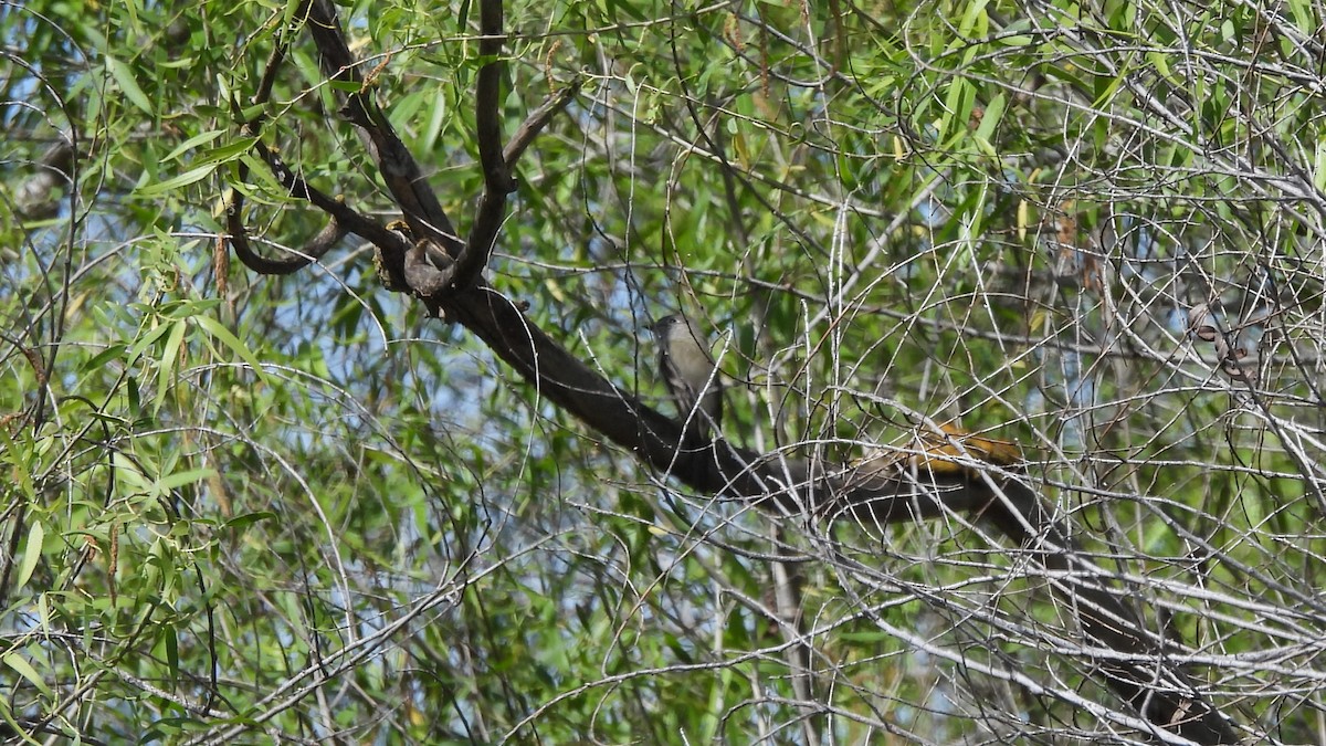 חטפית Empidonax בלתי-מזוהה - ML617547509