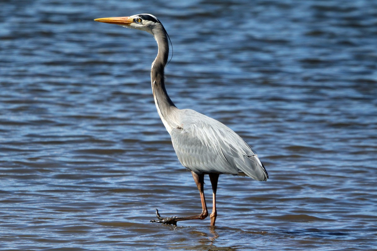 Great Blue Heron - Jay Rasmussen