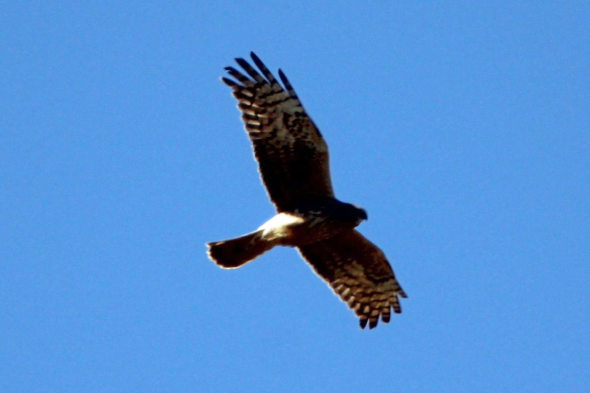 Northern Harrier - Jay Rasmussen