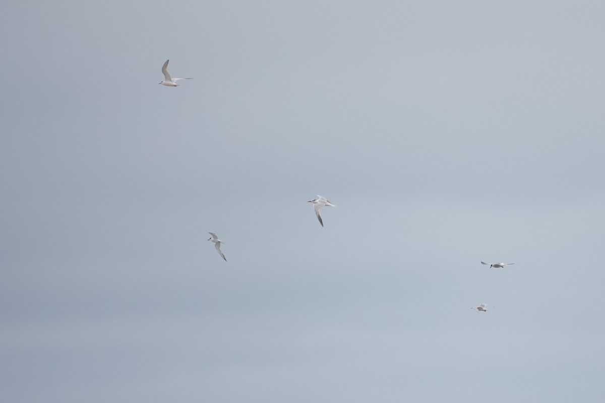 Sandwich Tern - ML617547577