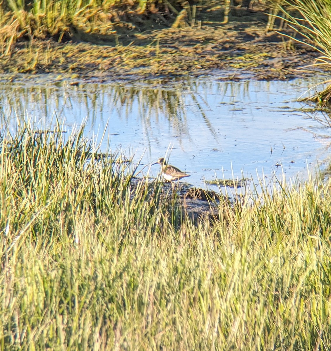 Solitary Sandpiper - ML617547638