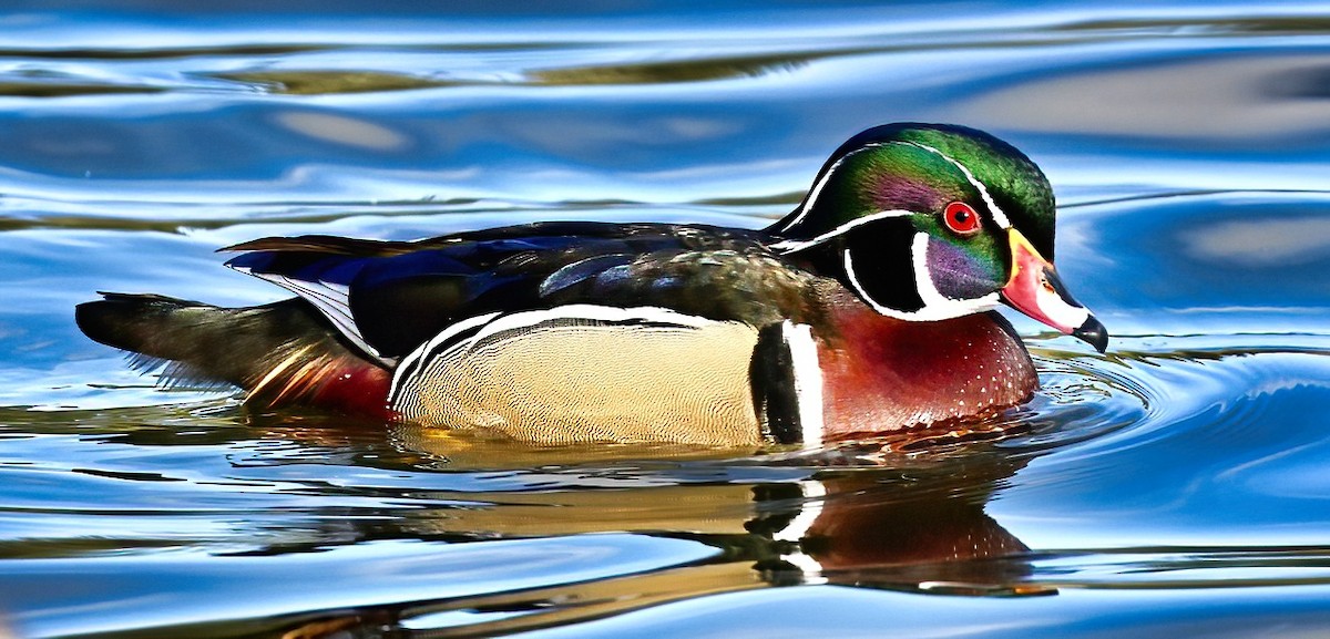 Wood Duck - ML617547674