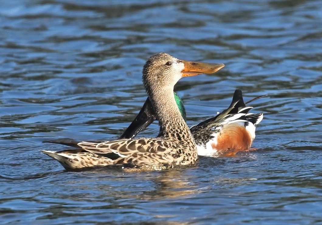 Northern Shoveler - ML617547690