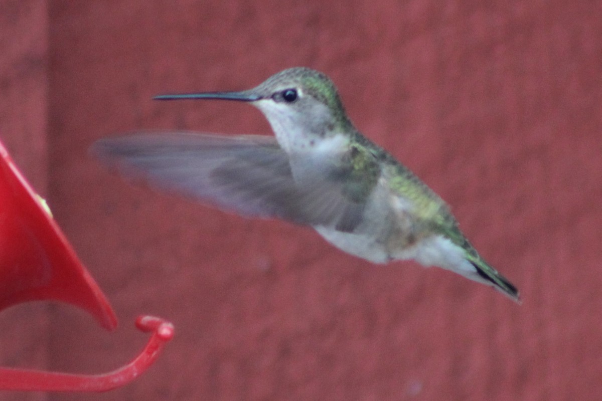 Black-chinned Hummingbird - ML617547691