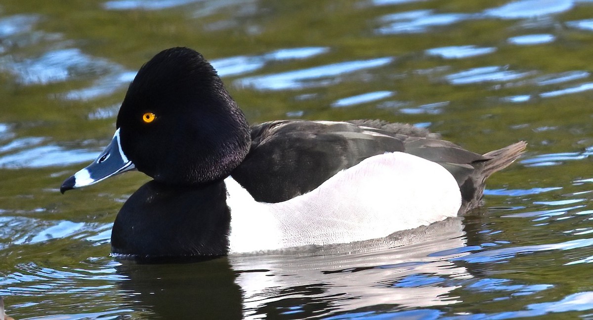 Ring-necked Duck - ML617547705