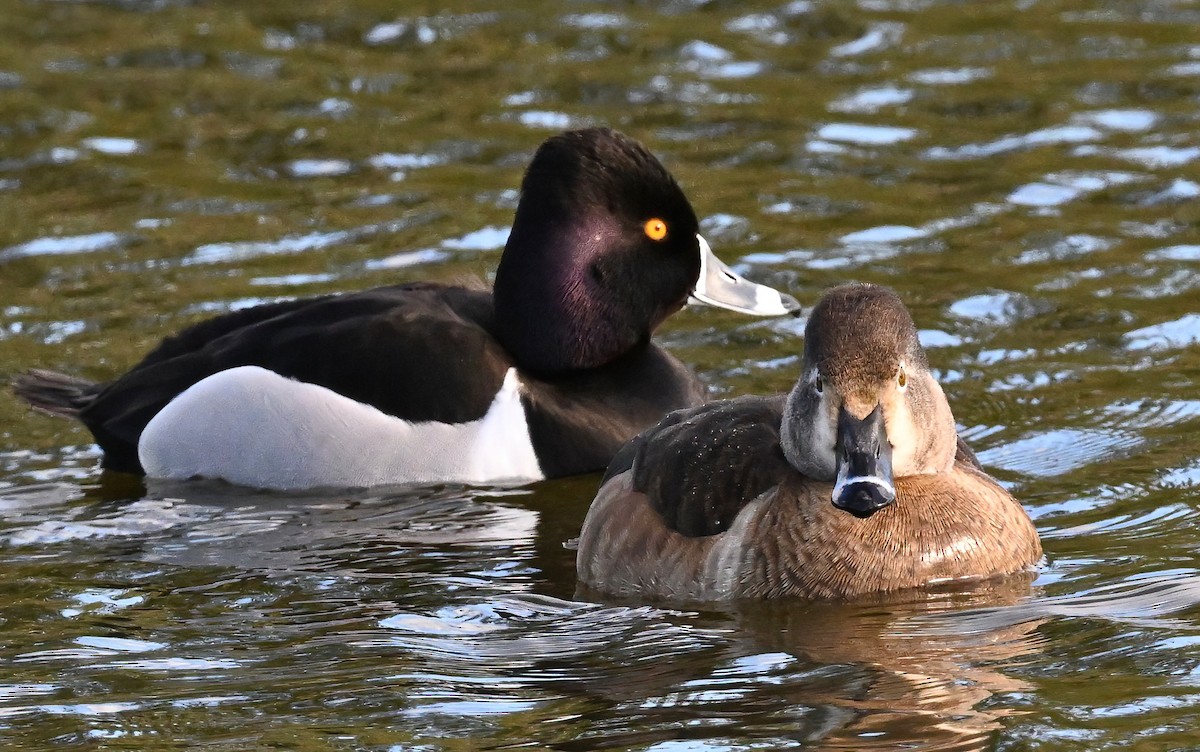 Ring-necked Duck - ML617547707