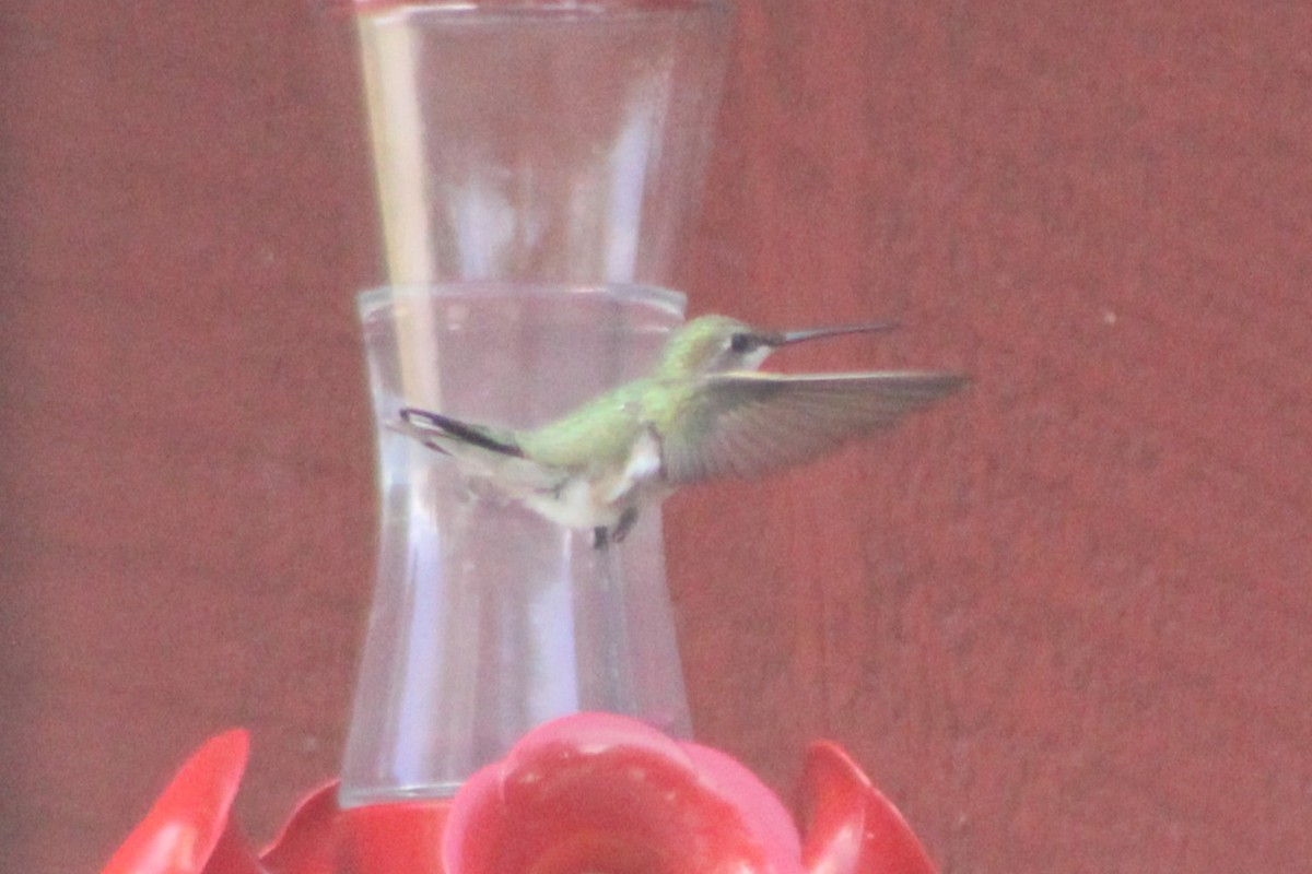 Black-chinned Hummingbird - ML617547719