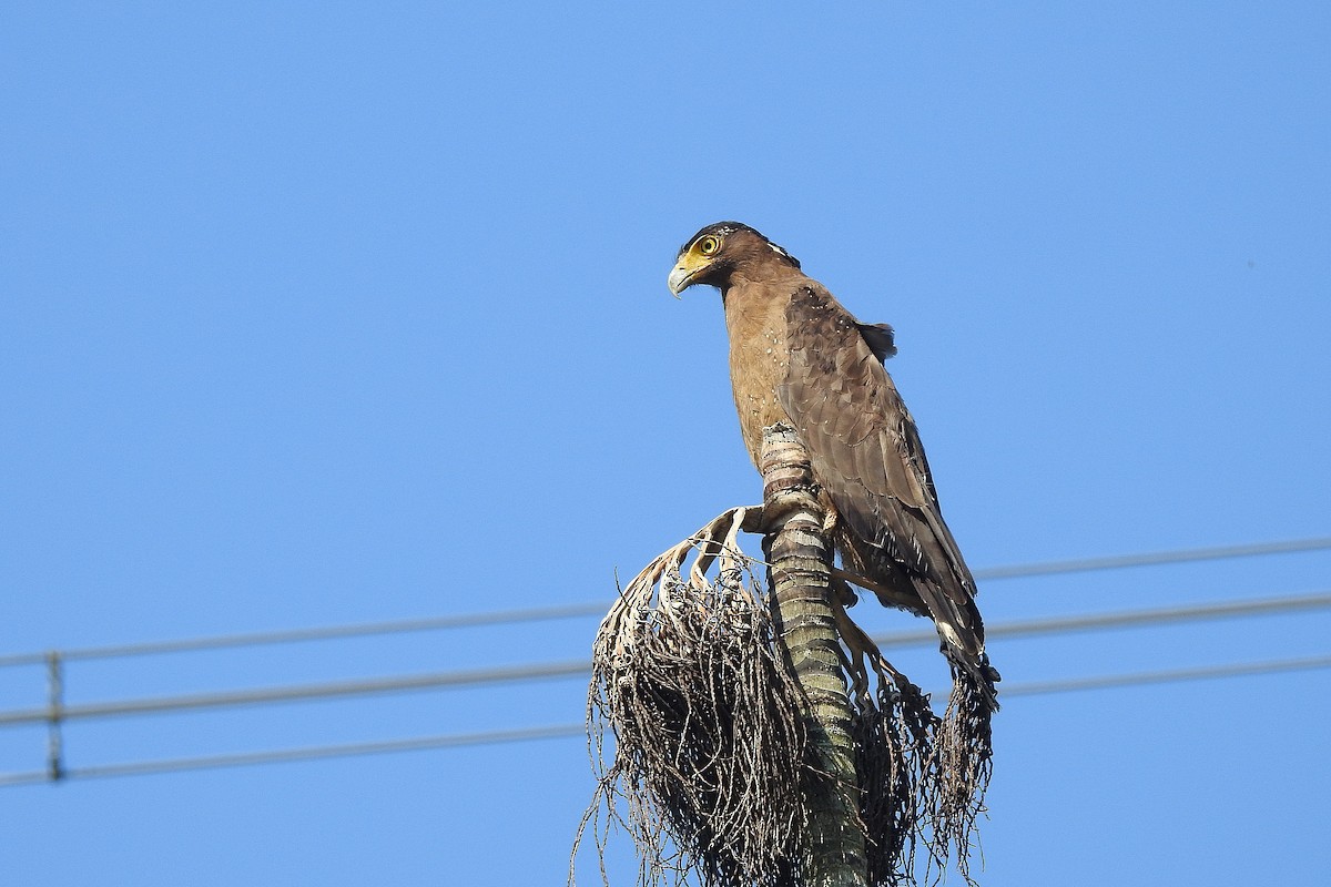 Crested Serpent-Eagle - Chi-Lien (綺蓮) Hsueh (薛)