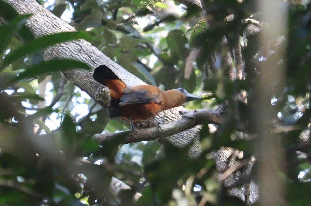 Pájaro Capuchino - ML617547744