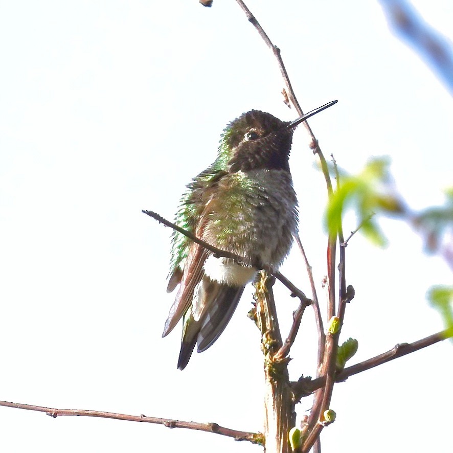 Anna's Hummingbird - ML617547749