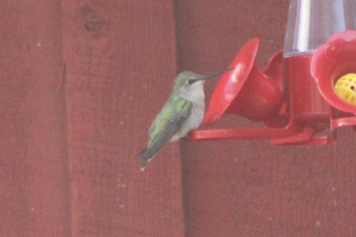 Black-chinned Hummingbird - ML617547751