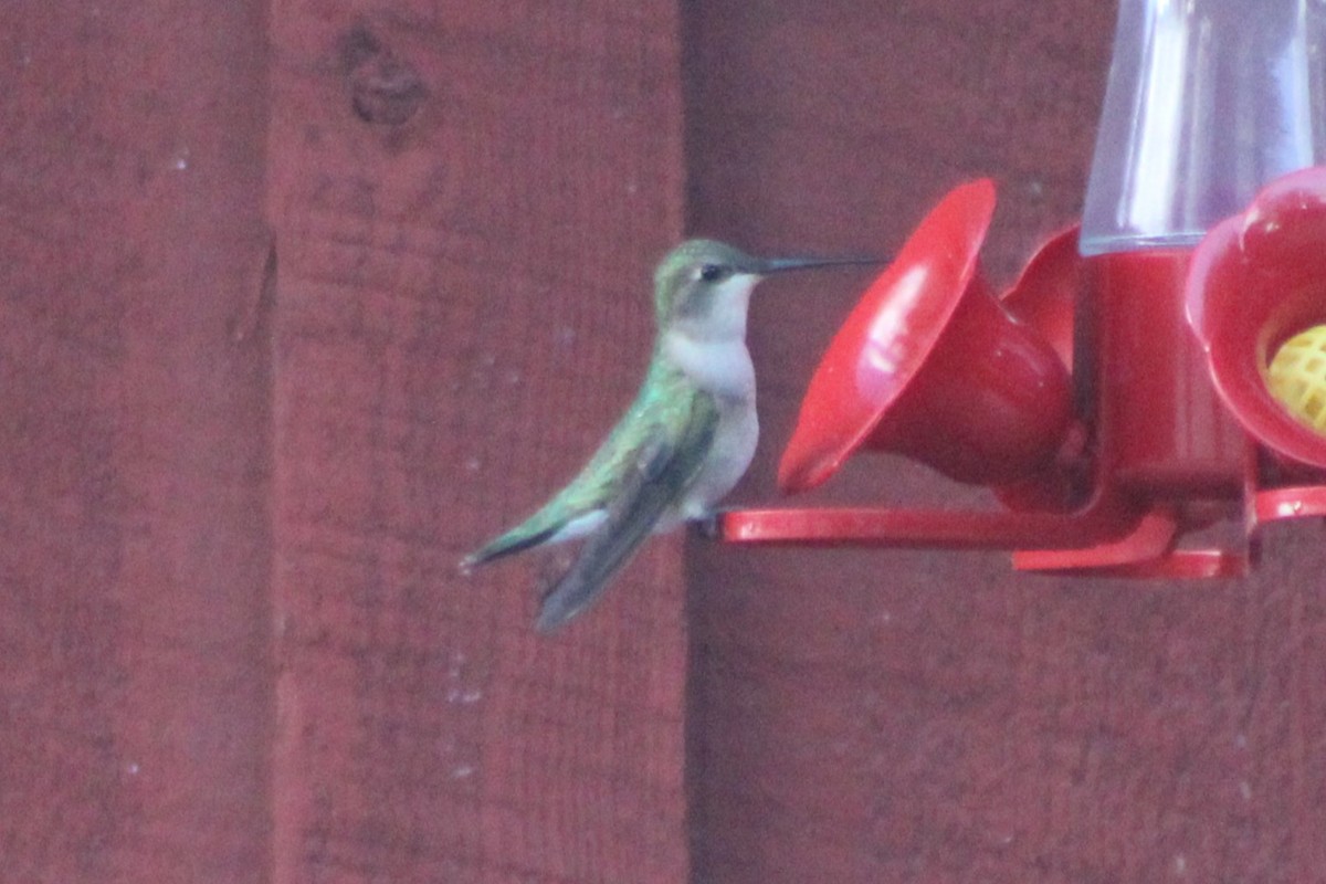 Black-chinned Hummingbird - ML617547752