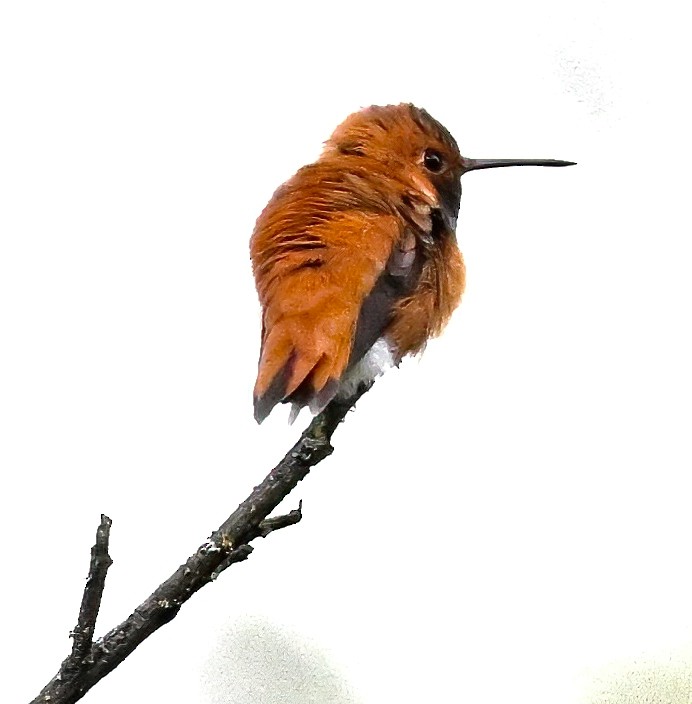 Rufous Hummingbird - ML617547758