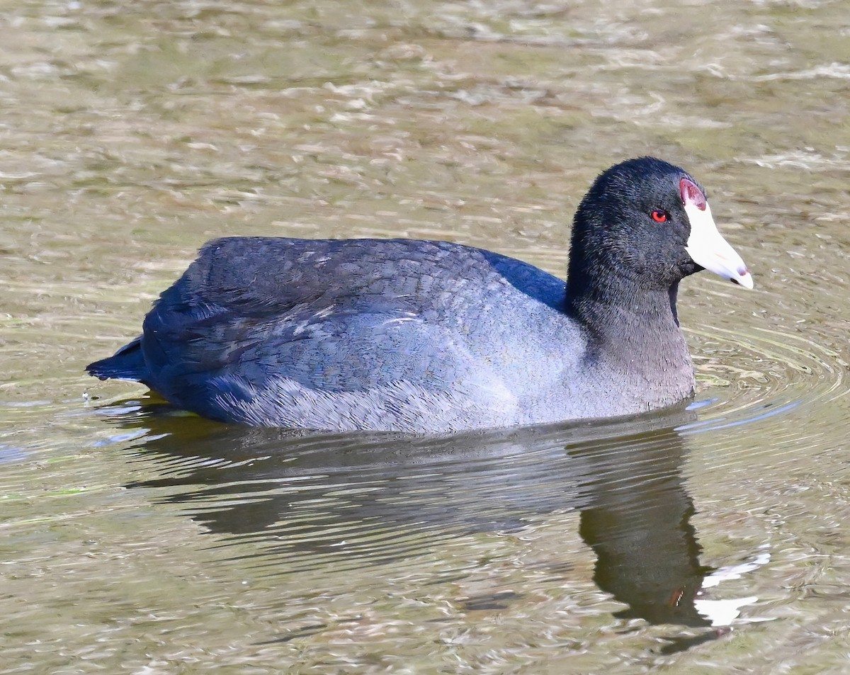 American Coot (Red-shielded) - Brian Avent