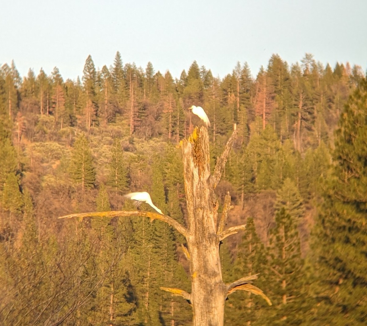 Great Egret - ML617547788