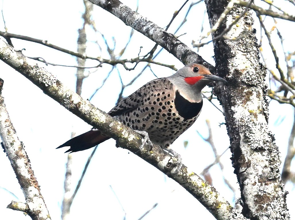 Northern Flicker - ML617547803