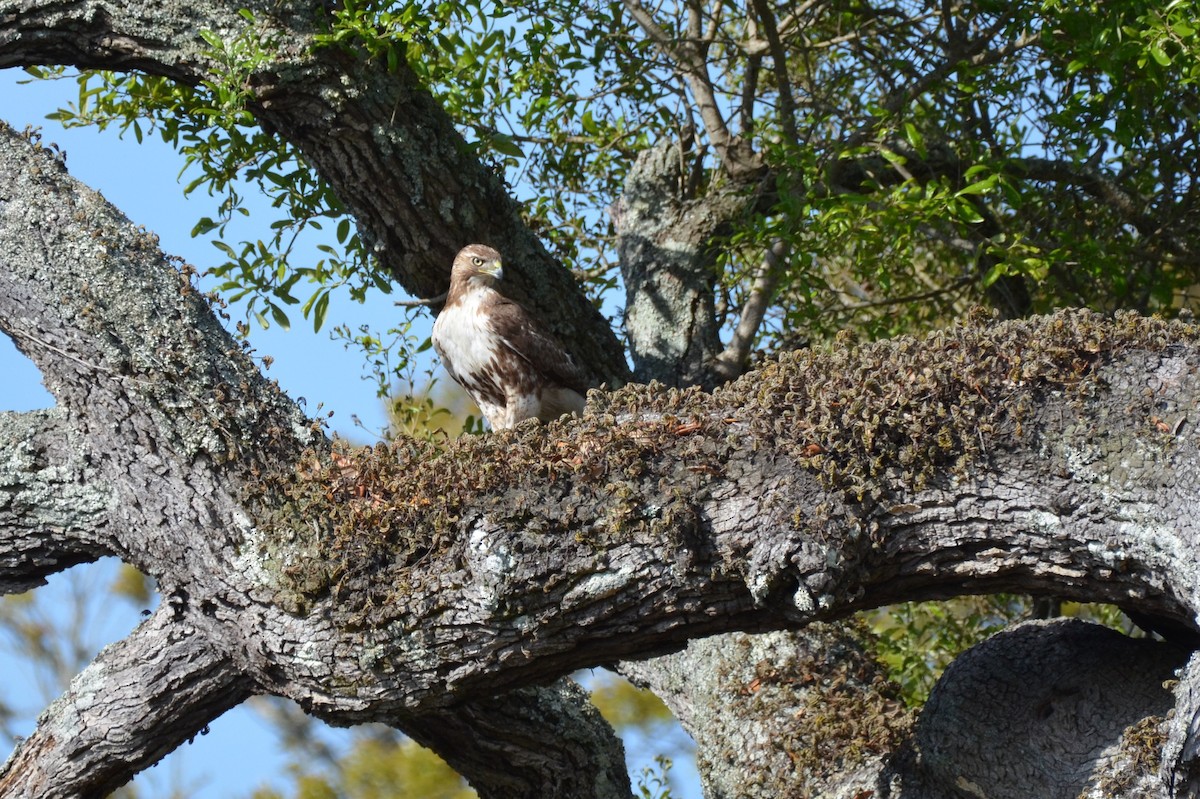 Red-tailed Hawk - Andrea Freeman