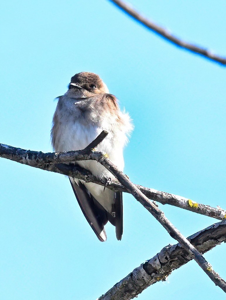 Northern Rough-winged Swallow - ML617547836