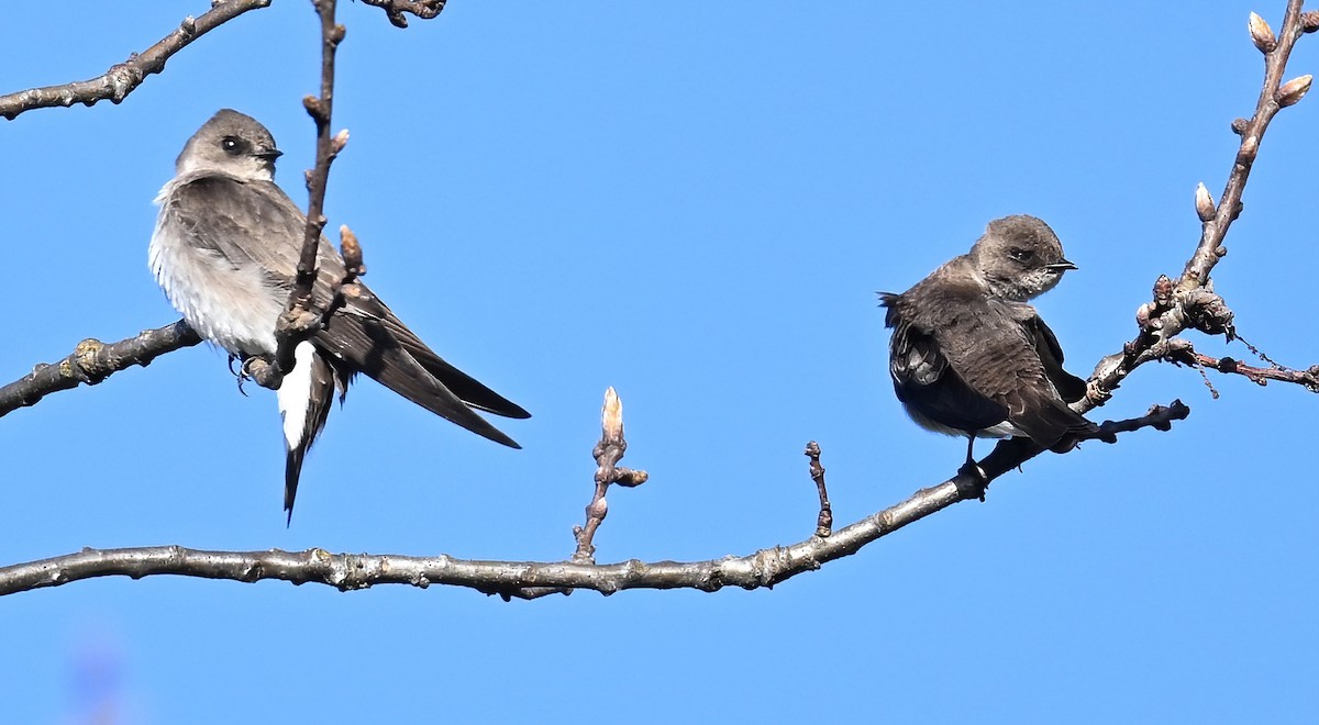 Northern Rough-winged Swallow - ML617547837