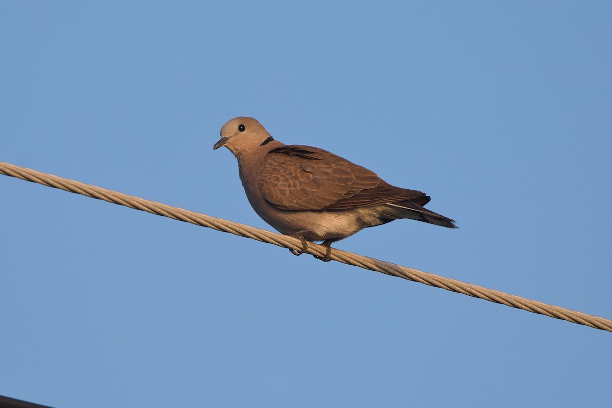 Red Collared-Dove - ML617547848